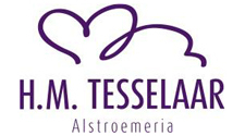 H.M. Tesselaar Alstroemeria's