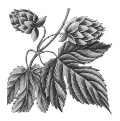 Humulus Lupulus